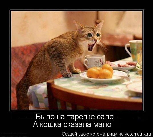 Было на тарелке сало А кошка сказала мало... Котоматрица: Было на тарелке сало А кошка сказала мало