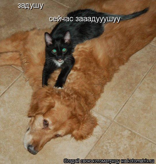 задушу сейчас зааадууушуу... Котоматрица: задушу сейчас зааадууушуу