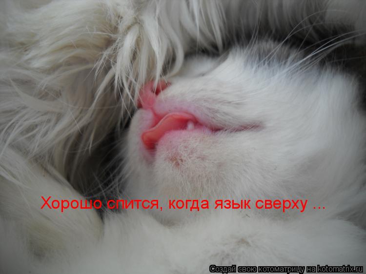 Хорошо спится, когда язык сверху ...... Котоматрица: Хорошо спится, когда язык сверху ...