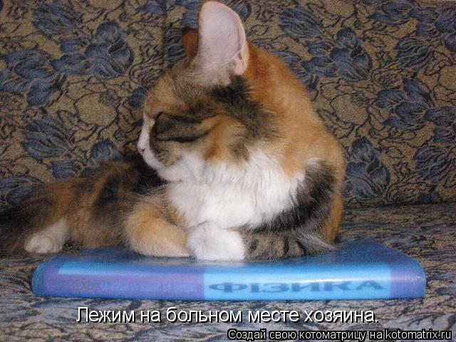Лежим на больном месте хозяина.... Котоматрица: Лежим на больном месте хозяина.