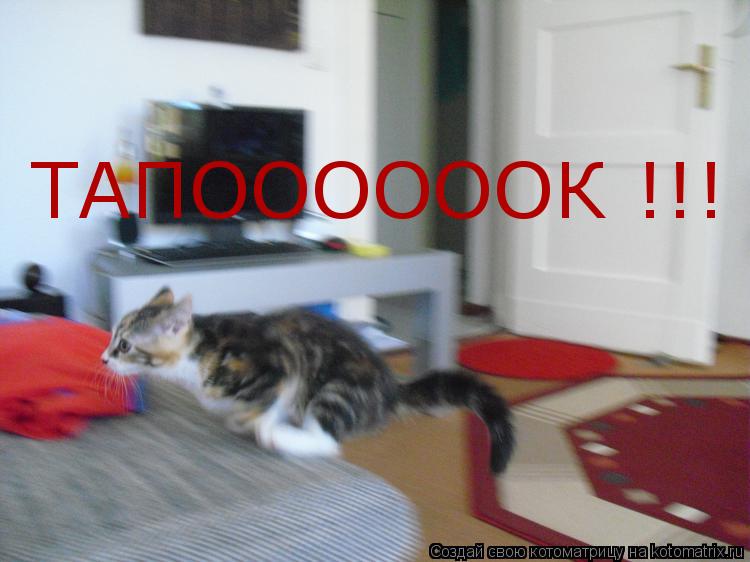 ТАПООООООК !!!... Котоматрица: ТАПООООООК !!!