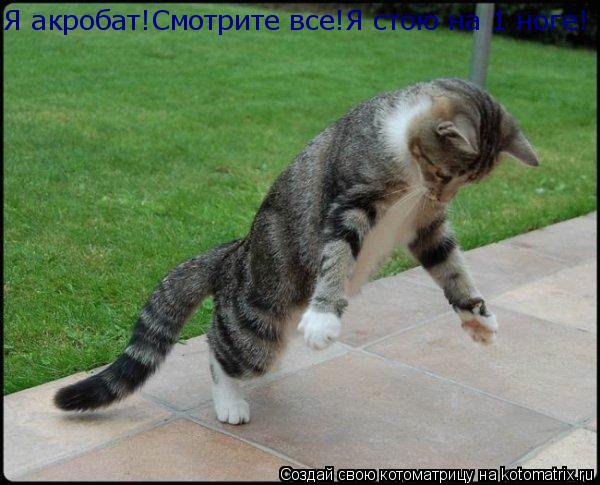 Я акробат!Смотрите все!Я стою на 1 ноге!... Котоматрица: Я акробат!Смотрите все!Я стою на 1 ноге!