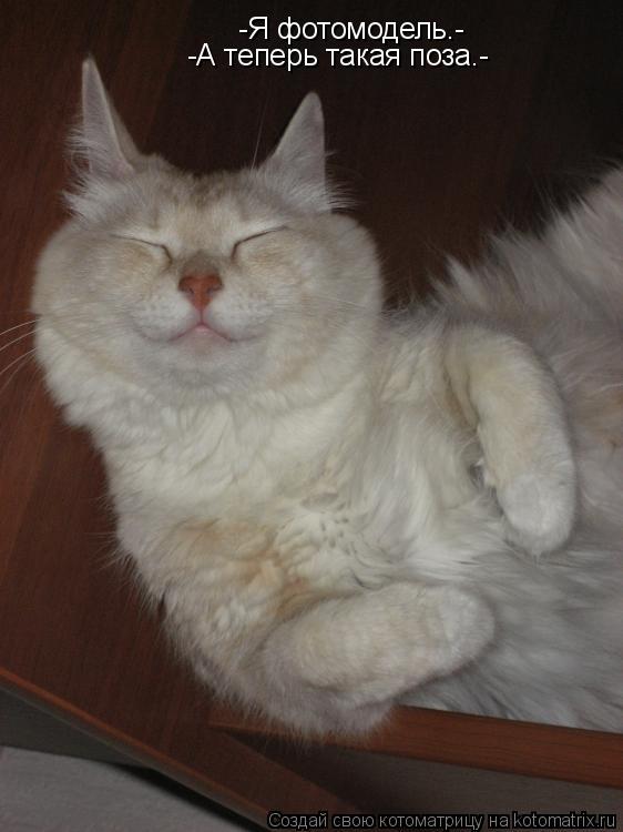 -Я фотомодель.- -А теперь такая поза.-... Котоматрица: -Я фотомодель.- -А теперь такая поза.-