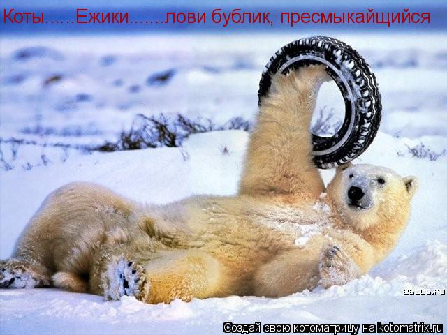 Коты......Ежики.......лови бублик, пресмыкайщийся... Котоматрица: Коты......Ежики.......лови бублик, пресмыкайщийся