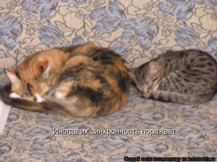 Иногда их синхронность поражает...... Котоматрица: Иногда их синхронность поражает...