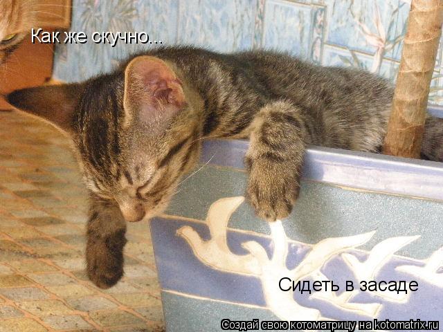 Как же скучно... Сидеть в засаде... Котоматрица: Как же скучно... Сидеть в засаде