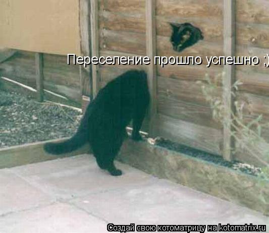 Переселение прошло успешно ;)... Котоматрица: Переселение прошло успешно ;)