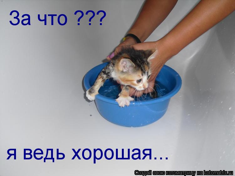 За что ??? я ведь хорошая...... Котоматрица: За что ??? я ведь хорошая...