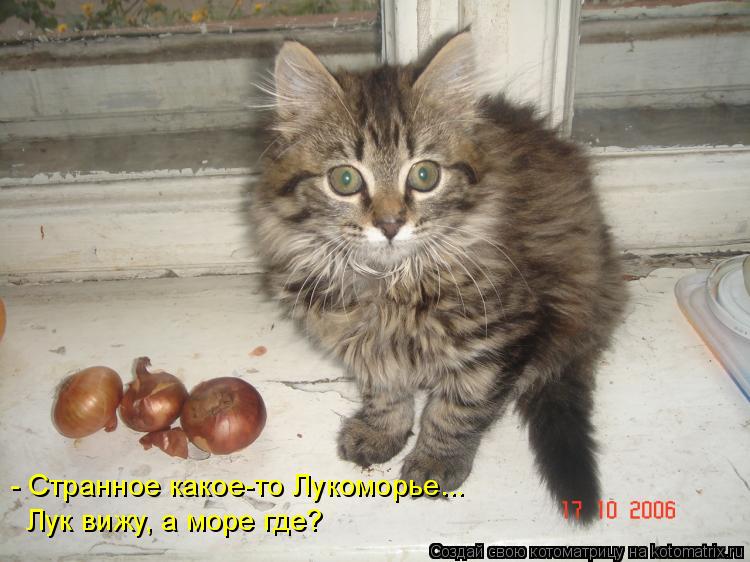 - Странное какое-то Лукоморье... Лук вижу, а море где?... Котоматрица: - Странное какое-то Лукоморье... Лук вижу, а море где?