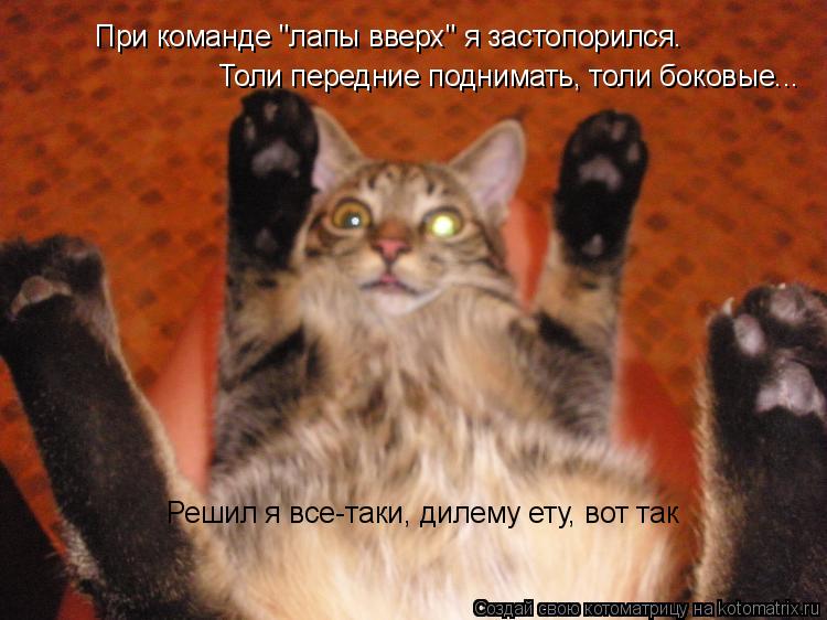 При команде "лапы вверх" я застопорился. Толи передние поднимать, толи боковые... Решил я все-таки, д... Котоматрица: При команде "лапы вверх" я застопорился. Толи передние поднимать, толи боковые... Решил я все-таки, дилему ету, вот так