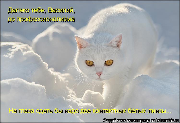 Далеко тебе, Василий, до профессионализма На глаза одеть бы надо две контактных белых линзы...... Котоматрица: Далеко тебе, Василий, до профессионализма На глаза одеть бы надо две контактных белых линзы...