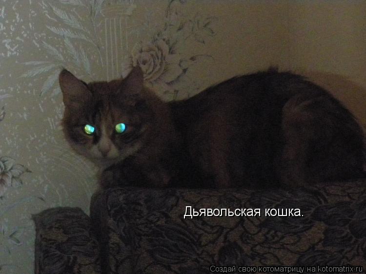 Дьявольская кошка.... Котоматрица: Дьявольская кошка.