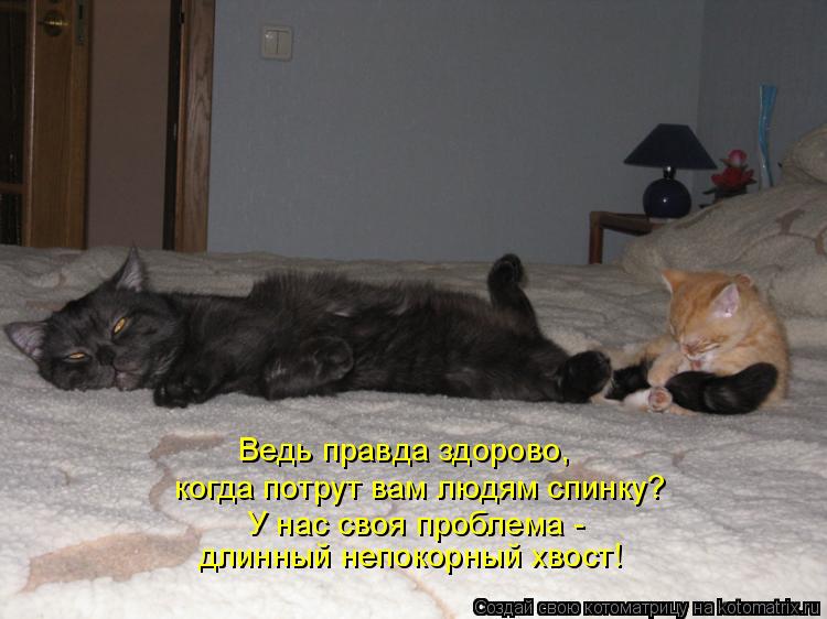 Ведь правда здорово, когда потрут вам людям спинку? У нас своя проблема - длинный непокорный хвост!... Котоматрица: Ведь правда здорово, когда потрут вам людям спинку? У нас своя проблема - длинный непокорный хвост!