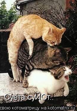 Cуета суЙОт..... Котоматрица: Cуета суЙОт..