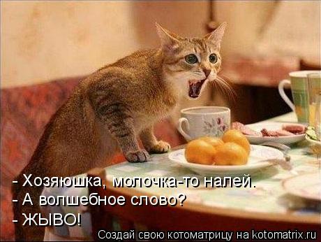 - Хозяюшка, молочка-то налей. - А волшебное слово? - ЖЫВО!... Котоматрица: - Хозяюшка, молочка-то налей. - А волшебное слово? - ЖЫВО!
