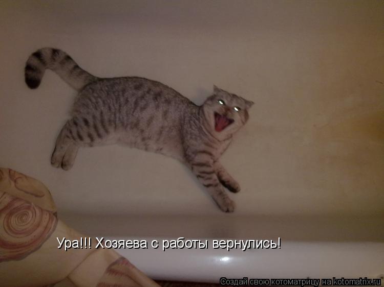 Ура!!! Хозяева с работы вернулись!... Котоматрица: Ура!!! Хозяева с работы вернулись!