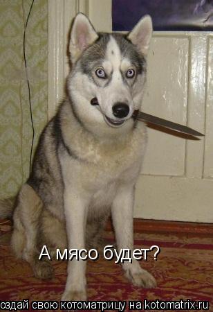 А мясо будет?... Котоматрица: А мясо будет?