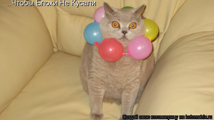 ...Чтобы Блохи Не Кусали... Котоматрица: ...Чтобы Блохи Не Кусали