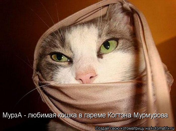 МурзА - любимая кошка в гареме Когтэна Мурмурова... Котоматрица: МурзА - любимая кошка в гареме Когтэна Мурмурова