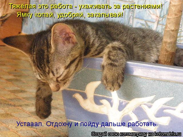 Тяжёлая это работа - ухаживать за растениями! Ямку копай, удобряй, закапывай! Устааал. Отдохну и пойд... Котоматрица: Тяжёлая это работа - ухаживать за растениями! Ямку копай, удобряй, закапывай! Устааал. Отдохну и пойду дальше работать.