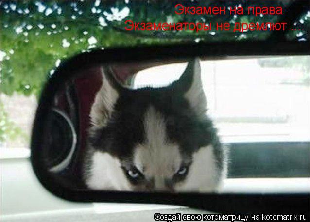 Экзамен на права Экзаменаторы не дремлют ...... Котоматрица: Экзамен на права Экзаменаторы не дремлют ...