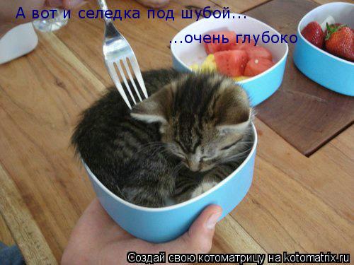 А вот и селедка под шубой... ...очень глубоко... Котоматрица: А вот и селедка под шубой... ...очень глубоко