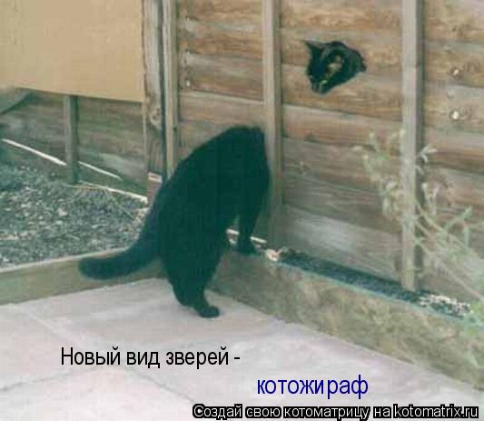 Новый вид зверей - котожираф... Котоматрица: Новый вид зверей - котожираф