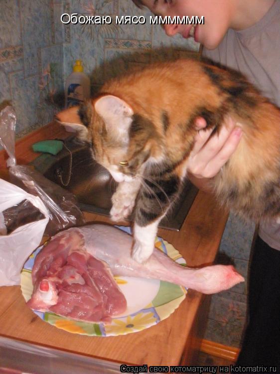Обожаю мясо мммммм... Котоматрица: Обожаю мясо мммммм