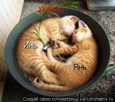 Инь Инь Янь ХРЕНЬ ХРЕНЬ... Котоматрица: Инь Инь Янь ХРЕНЬ ХРЕНЬ