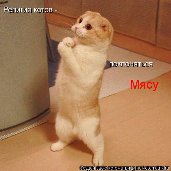 Религия котов - поклоняться Мясу... Котоматрица: Религия котов - поклоняться Мясу
