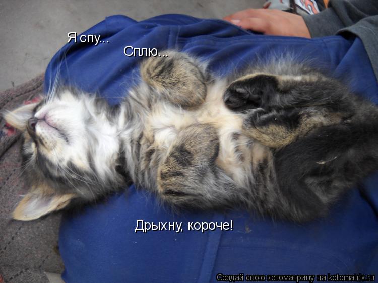 Я спу... Сплю... Дрыхну, короче!... Котоматрица: Я спу... Сплю... Дрыхну, короче!