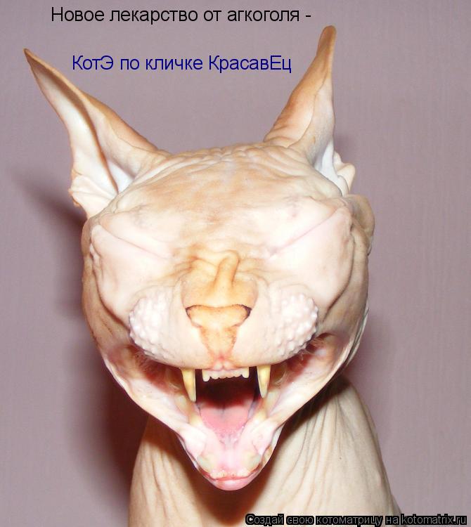 Новое лекарство от агкоголя - КотЭ по кличке КрасавЕц... Котоматрица: Новое лекарство от агкоголя - КотЭ по кличке КрасавЕц