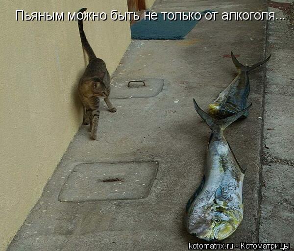 Пьяным можно быть не только от алкоголя ...... Котоматрица: Пьяным можно быть не только от алкоголя ...