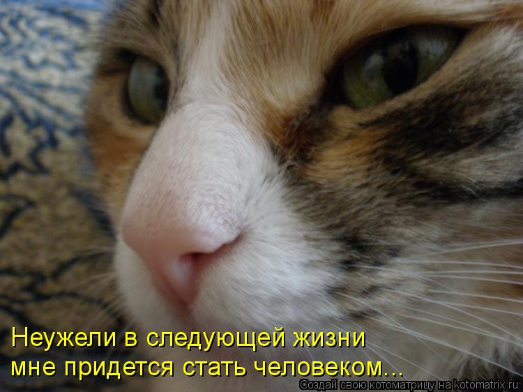 Неужели в следующей жизни мне придется стать человеком...... Котоматрица: Неужели в следующей жизни мне придется стать человеком...