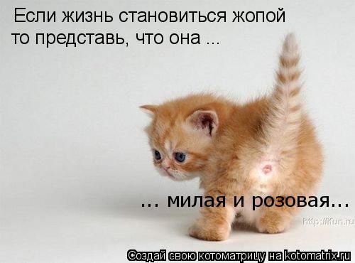 Если жизнь становиться жопой то представь, что она ... ... милая и розовая...... Котоматрица: Если жизнь становиться жопой то представь, что она ... ... милая и розовая...