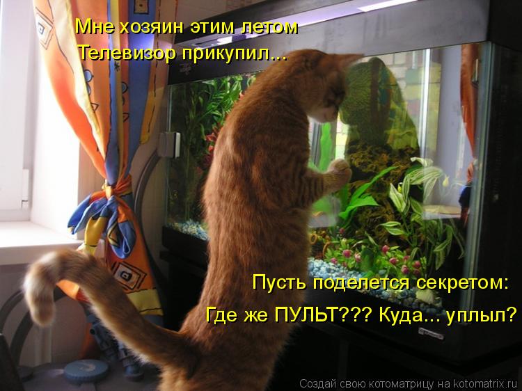 Мне хозяин этим летом Пусть поделется секретом: Где же ПУЛЬТ??? Куда... уплыл? Телевизор прикупил...... Котоматрица: Мне хозяин этим летом Пусть поделется секретом: Где же ПУЛЬТ??? Куда... уплыл? Телевизор прикупил...