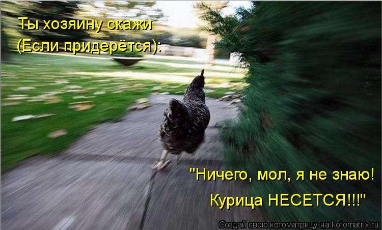 Ты хозяину скажи (Если придерётся): "Ничего, мол, я не знаю! Курица НЕСЕТСЯ!!!"... Котоматрица: Ты хозяину скажи (Если придерётся): "Ничего, мол, я не знаю! Курица НЕСЕТСЯ!!!"