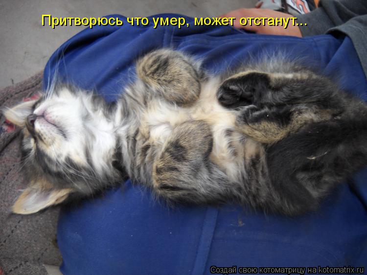 Притворюсь что умер, может отстанут...... Котоматрица: Притворюсь что умер, может отстанут...