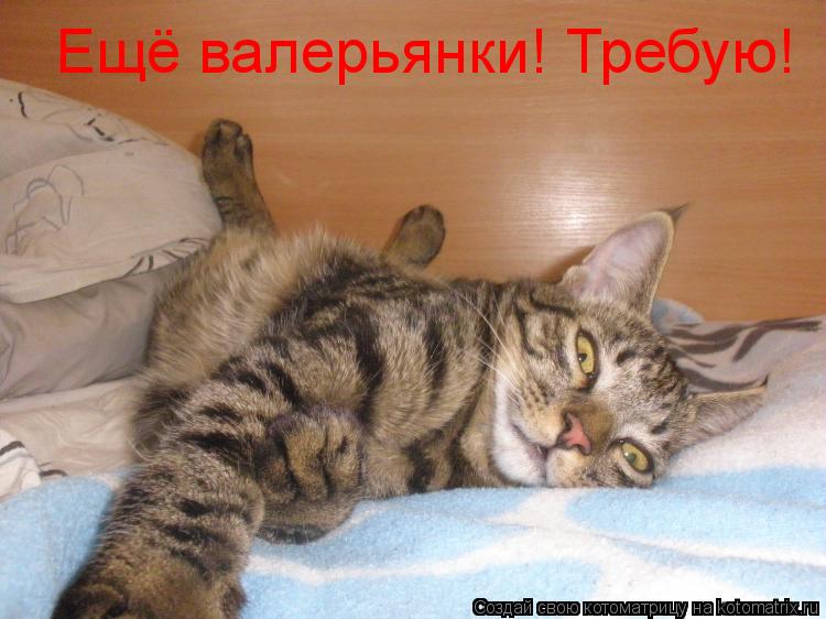Ещё валерьянки! Требую!... Котоматрица: Ещё валерьянки! Требую!