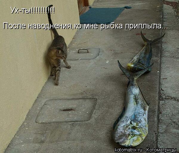 Ух-ты!!!!!!!!!! После наводнения,ко мне рыбка приплыла...... Котоматрица: Ух-ты!!!!!!!!!! После наводнения,ко мне рыбка приплыла...