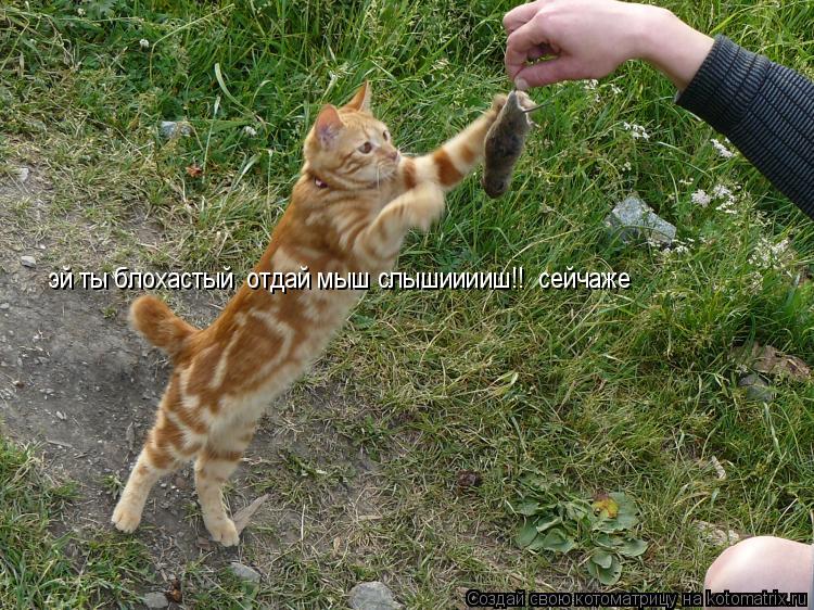 эй ты блохастый отдай мыш слышииииш!! сейчаже... Котоматрица: эй ты блохастый отдай мыш слышииииш!! сейчаже