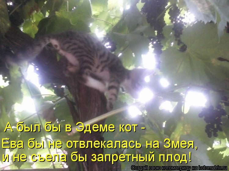 А был бы в Эдеме кот - и не съела бы запретный плод! Ева бы не отвлекалась на Змея,... Котоматрица: А был бы в Эдеме кот - и не съела бы запретный плод! Ева бы не отвлекалась на Змея,