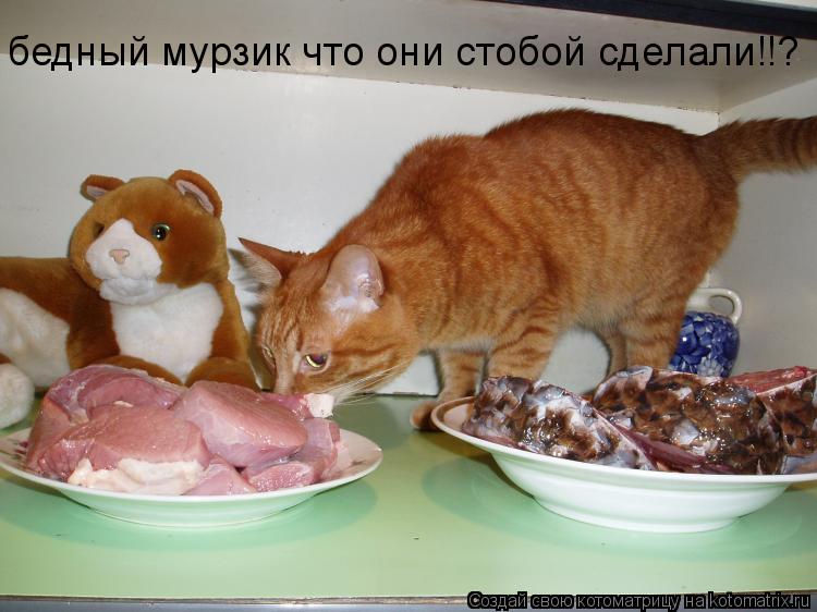 бедный мурзик что они стобой сделали!!?... Котоматрица: бедный мурзик что они стобой сделали!!?