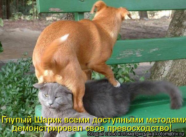 Глупый Шарик всеми доступными методами демонстрировал свое превосходство!... Котоматрица: Глупый Шарик всеми доступными методами демонстрировал свое превосходство!