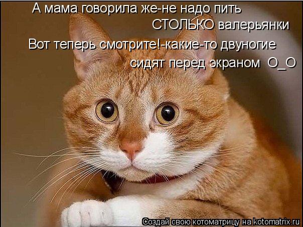 СТОЛЬКО валерьянки А мама говорила же-не надо пить Вот теперь смотрите!-какие-то двуногие сидят перед... Котоматрица: СТОЛЬКО валерьянки А мама говорила же-не надо пить Вот теперь смотрите!-какие-то двуногие сидят перед экраном О_О