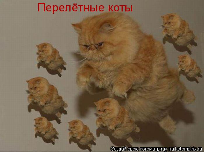 Перелётные коты... Котоматрица: Перелётные коты