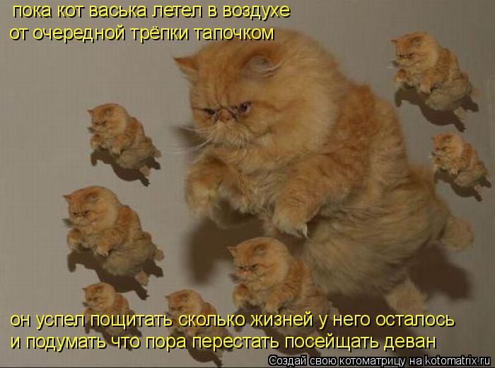 пока кот васька летел в воздухе от очередной трёпки тапочком он успел пощитать сколько жизней у него ... Котоматрица: пока кот васька летел в воздухе от очередной трёпки тапочком он успел пощитать сколько жизней у него осталось и подумать что пора перестат