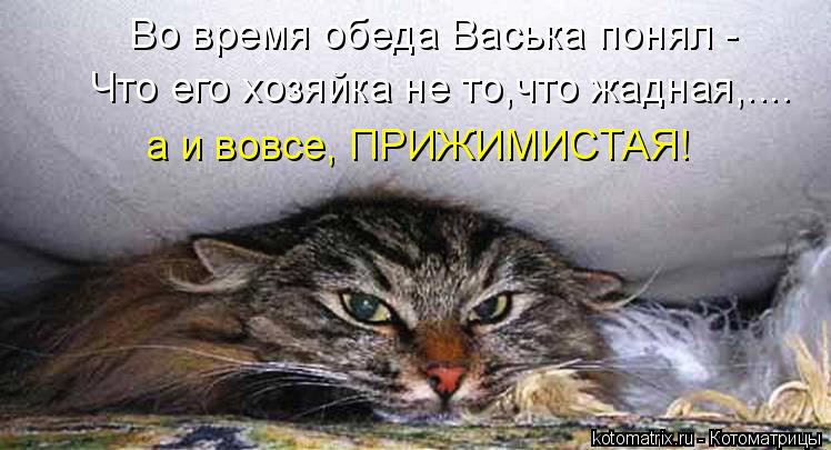 Во время обеда Васька понял - Что его хозяйка не то,что жадная,.... а и вовсе, ПРИЖИМИСТАЯ!... Котоматрица: Во время обеда Васька понял - Что его хозяйка не то,что жадная,.... а и вовсе, ПРИЖИМИСТАЯ!