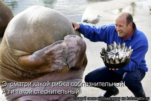 Э, сматри какой рибка соблазнительный! А ти такой стеснительный!... Котоматрица: Э, сматри какой рибка соблазнительный! А ти такой стеснительный!