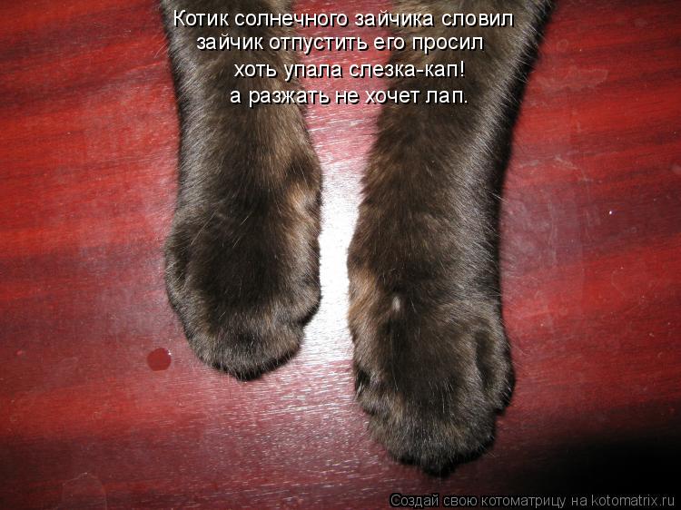 Котик солнечного зайчика словил зайчик отпустить его просил хоть упала слезка-кап! а разжать не хочет... Котоматрица: Котик солнечного зайчика словил зайчик отпустить его просил хоть упала слезка-кап! а разжать не хочет лап.
